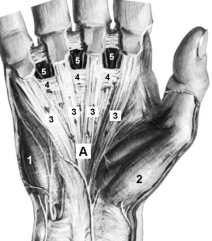 Aponeuroza palmar și spațiile celulare ale palmei - stadopedie