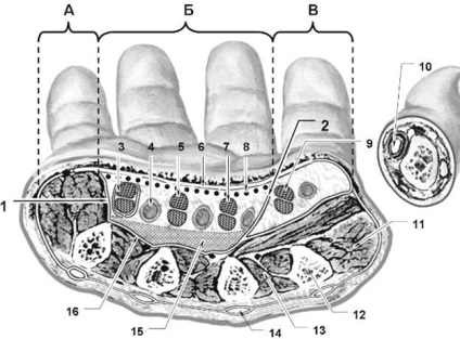 Aponeuroza de palmar și spațiile celulare ale palmei - stadopedie