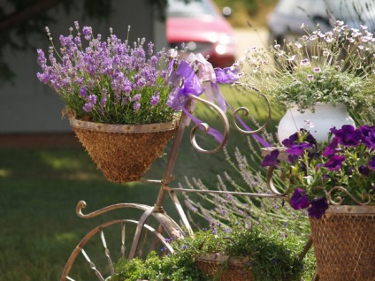 Lavandula angustifolia sau lavandă officinalis (semințe)