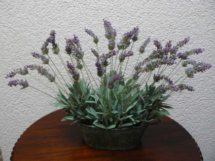 Lavandula angustifolia sau lavandă officinalis (semințe)