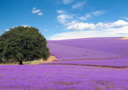 Levendula Lavandula angustifolia vagy gyógyszer (magok)