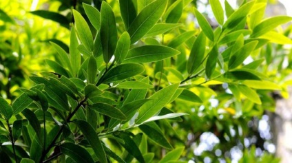 Bay leaf - un remediu curativ acasă