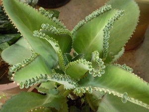 Finomságok füle Kalanchoe