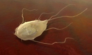 Tratamentul giardiasis al remediilor populare la adulți și copii