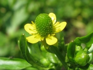 Buttercups készítmény, gyógyszer tulajdonságait, alkalmazására és ellenjavallatok