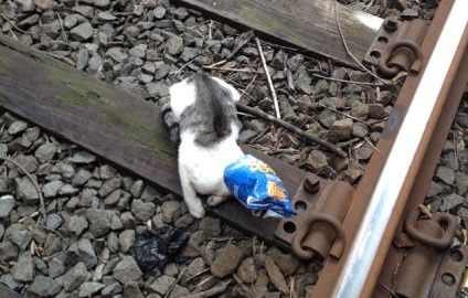 Șoferul a oprit trenul pentru a nu lovi pisica