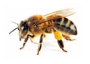 Apariția albinelor și obiceiurile lor