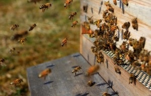 Apariția albinelor și obiceiurile lor