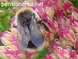 Miere de albine din grădină mănâncă alimente vegetale - nectar și polen de flori