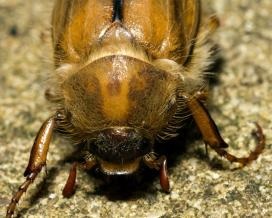 Medvedka, lopată, poate gândaci - dăunători 