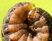 Medvedka, lopată, poate gândaci - dăunători 