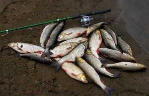Locuri de pescuit și hrănire în râuri mari, pescar pescar vede din afară