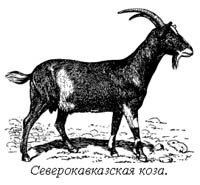 Helyi durva gyapjú kecske - orosz fajta kecske