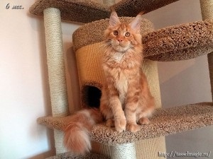 Maine Coon Photo ár Mine Coon ár mei kung ár, Maine Coon fajta ár, macskák Maine Coon ár