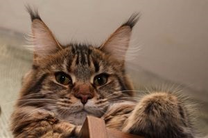 Maine coon - pisica similara cu rinichi, pisici, pisici si pisoi - fara mouse!