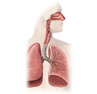Mycoplasma pneumonie (pneumonie) și bronșită, micoplasmoza respiratorie, pulmonară, tract respirator