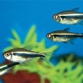 Kisebb vagy Serpas akváriumi halak - karbantartás, ápolás