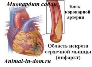 Miocardită a câinilor, tratamentul animalelor domestice