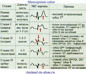 Miocardită a câinilor, tratamentul animalelor domestice