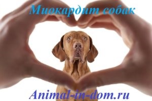 Miocardită a câinilor, tratamentul animalelor domestice