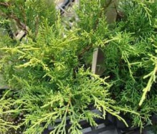 Juniper (Juniperus) - szobanövények