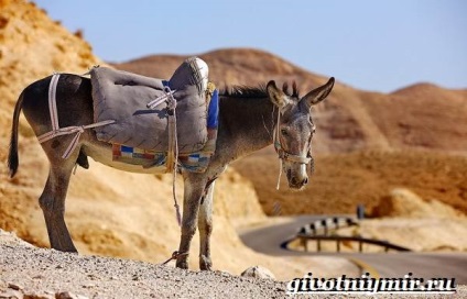 Mule Animale