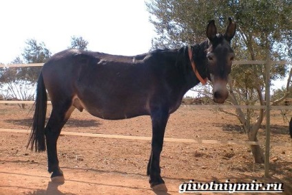 Mule Animale