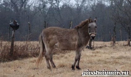 Mule Animale