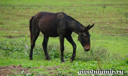 Mule Animale