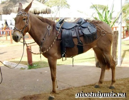 Mule Animale