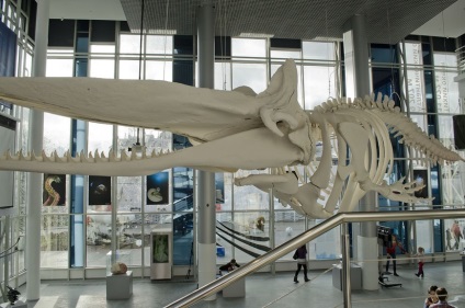 World Ocean Museum, Kalinyingrád
