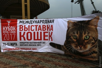 Pe frontul de la Odesa a deschis o expoziție de pisici (foto-raport), știri Odessa