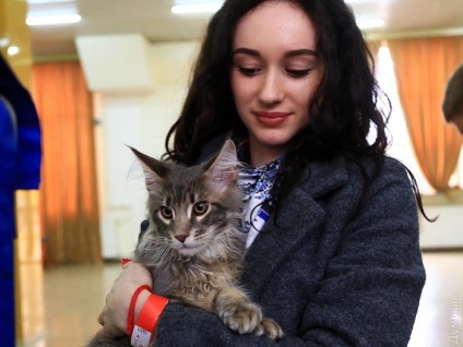 Pe frontul de la Odesa a deschis o expoziție de pisici (foto-raport), știri Odessa