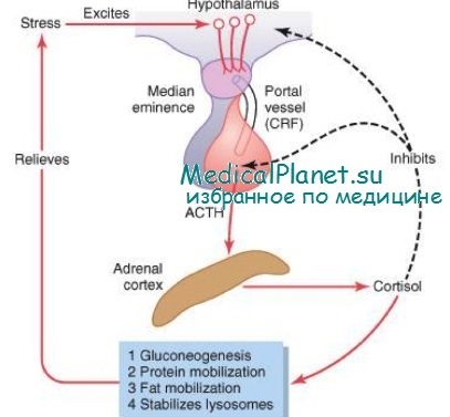 Tulburări de sinteză și secreție a hormonilor gonadotrope