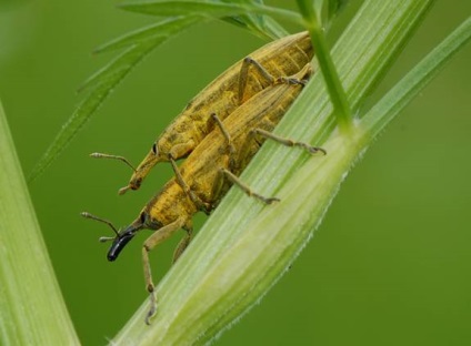 Dăunători de insecte din lemn