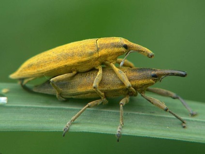 Dăunători de insecte din lemn