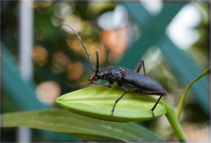 Dăunători de insecte din lemn