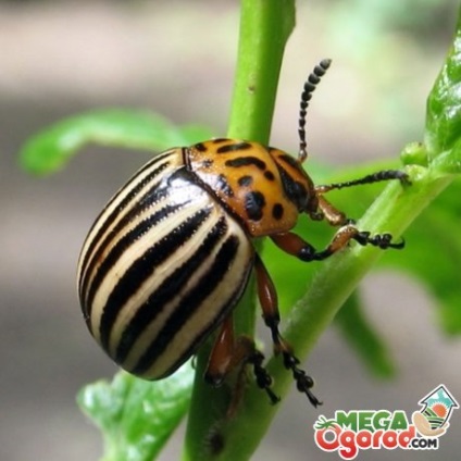 Insecte-dăunători ale grădinii și descrierea grădinii, lupta, prevenirea