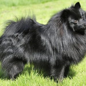 German Spitz descriere rasa, fotografie, personaj, mediu adult, mare, câți trăiesc, rasă,