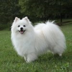 German Spitz descriere rasa, fotografie, personaj, mediu adult, mare, câți trăiesc, rasă,