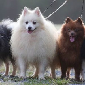 German Spitz descriere rasa, fotografie, personaj, mediu adult, mare, câți trăiesc, rasă,