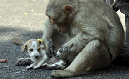 Monkey „elfogadja” a vándor kölyköt, és úgy néz ki utána, mint egy igazi anya, umkra