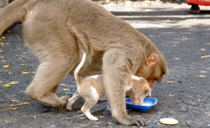 Monkey „elfogadja” a vándor kölyköt, és úgy néz ki utána, mint egy igazi anya, umkra