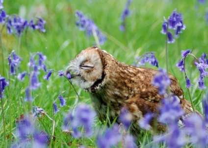 Imádnivaló állatok, szimatolás virágok meghódítani a szívét (34 fotó)