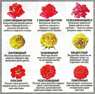 Articol foarte detaliat despre structura trandafirilor