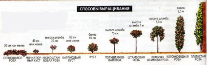 Articol foarte detaliat despre structura trandafirilor