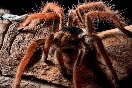 Pericolul păianjenilor - fotografia tarantulelor, tarantulele otrăvitoare, muscatura unui păianjen otrăvitor, păianjenul fotografie