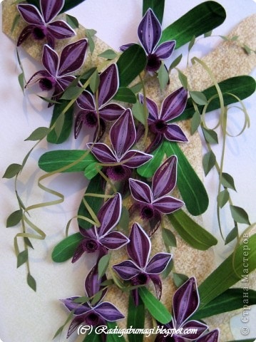 Orchidea technológia - Quilling, beatriche