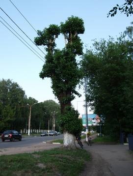 Compoziția principală a speciilor de copaci pe străzile orașului, starea plantațiilor verzi