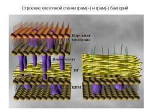 Caracteristicile formei bacteriene, compoziția, nutriția, reproducerea